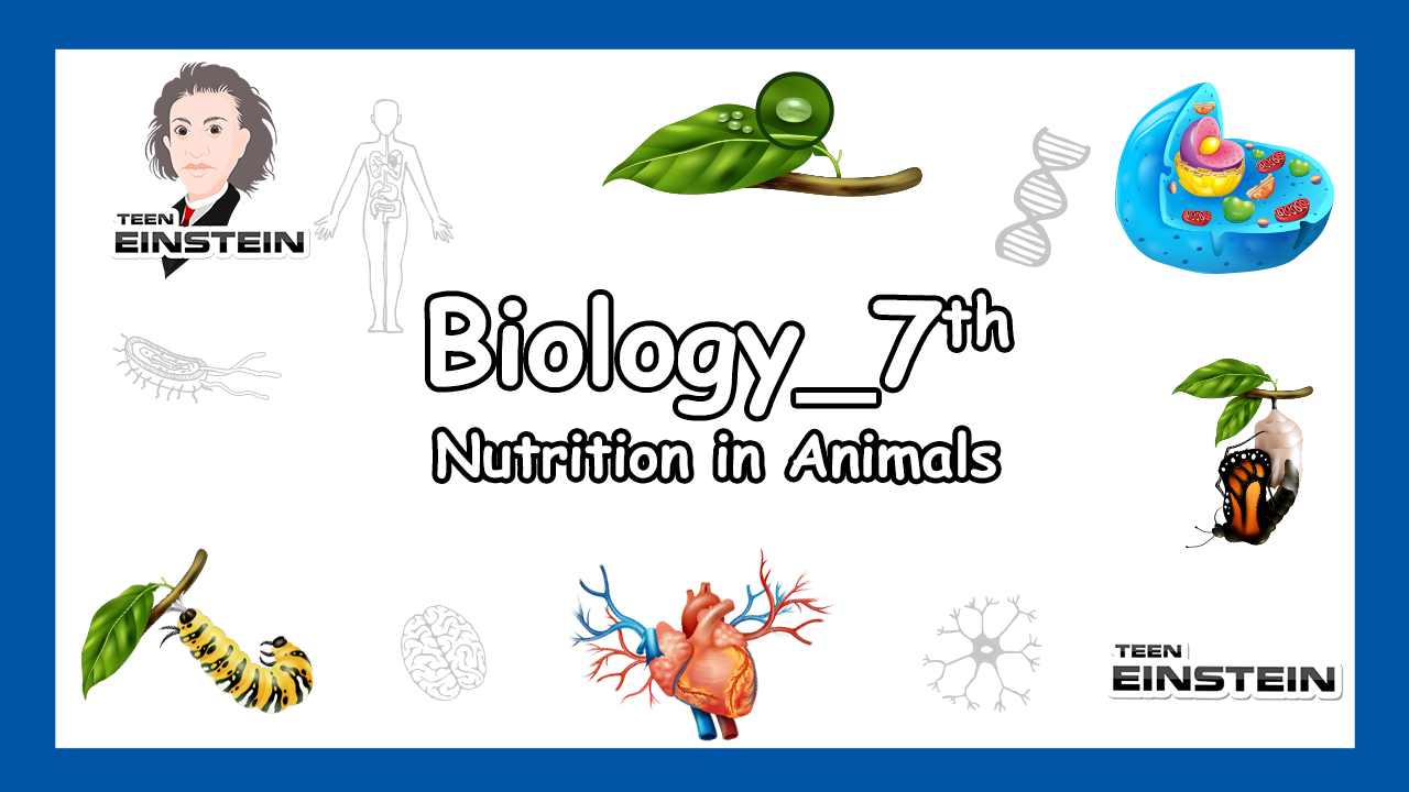 Nutrition in Animals Seventh Grade | Biology | Nutrition in Animals | Summary and Excercise